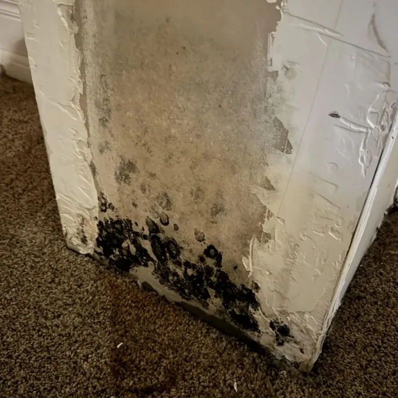 Professional Mold Removal in Saint Tammany Parish, LA